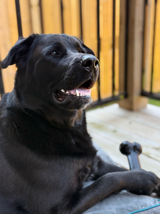 Bark to Me, Baby: The Talking Pet Button That Changed Everything